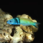 blue head wrasse