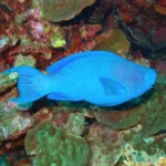 blue parrotfish