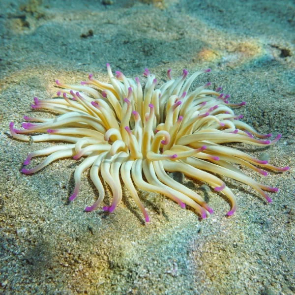 Condylactus Anemone for sale