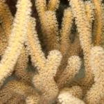 corky finger gorgonian