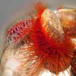 flame scallop for sale