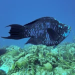 midnight parrotfish1