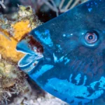 midnight parrotfish2