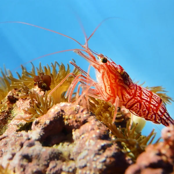 peppermint shrimp for sale