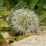 pincushion urchin