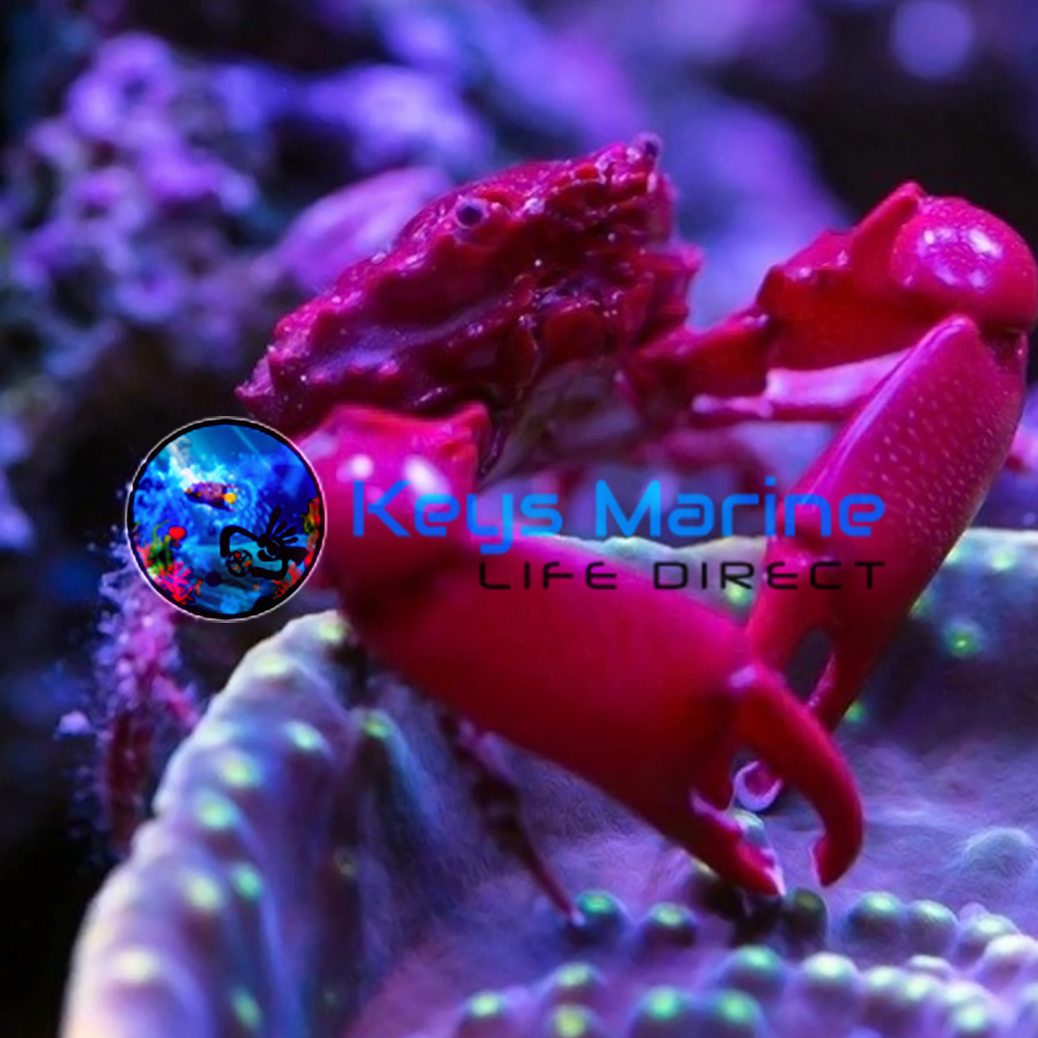 Ruby Red Emerald Crab | Keys Marine Life Direct