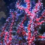 red gorgonian