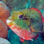 redband parrotfish