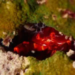 ruby red crab