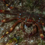 sally lightfoot crab
