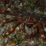 sally lightfoot crab for sale