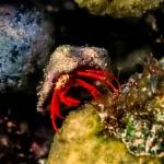 scarlet hermit crab
