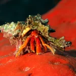 scarlet hermit crab florida