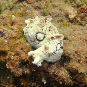 florida spotted sea hare for sale