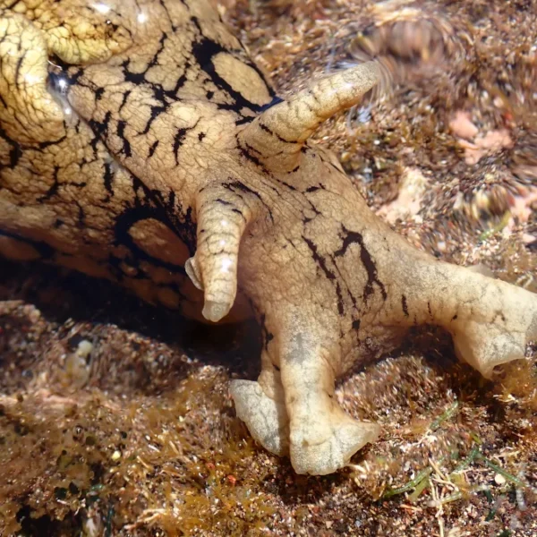 spotted sea hare