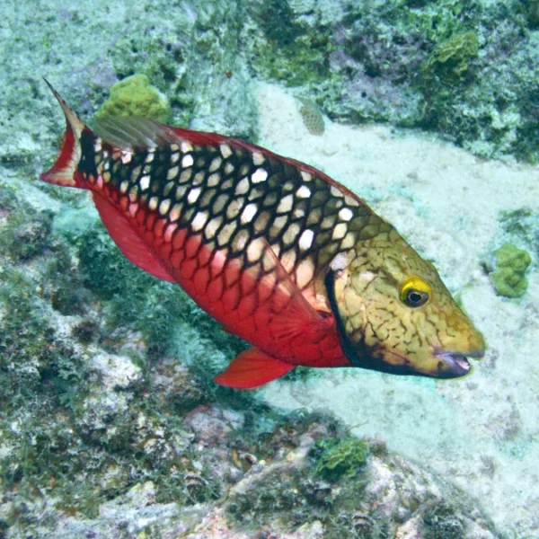 Stoplight Parrotfish | Keys Marine Life Direct