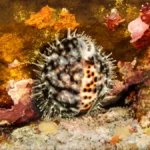 tiger cowrie1