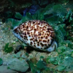 tiger cowrie2