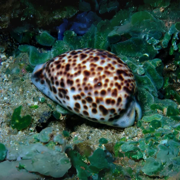 tiger cowrie florida for sale