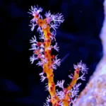 yellow gorgonian