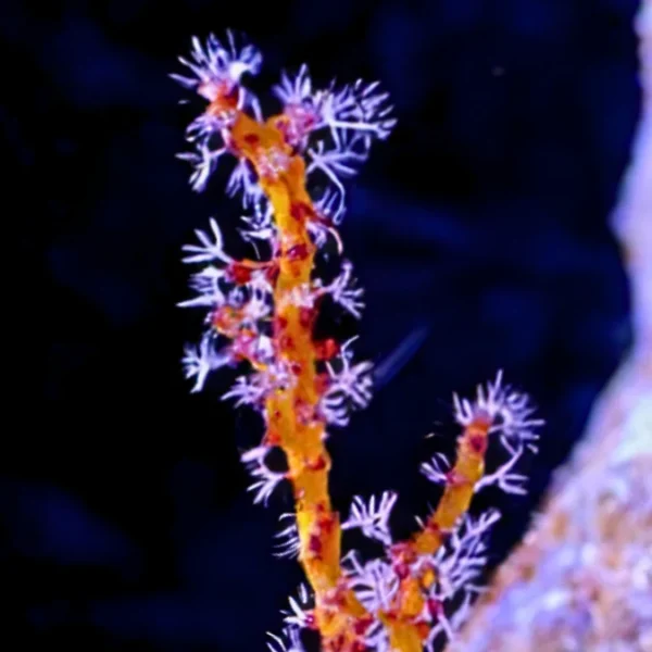 yellow gorgonian for sale