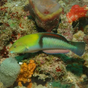 yellowhead wrasse for sale