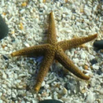 florida common starfish