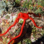 giant red serpent starfish (1)