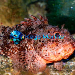 Scorpion Fish