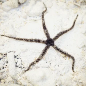 tiger brittle starfish