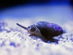 Nassarius Snail