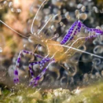 Pederson Cleaner Shrimp