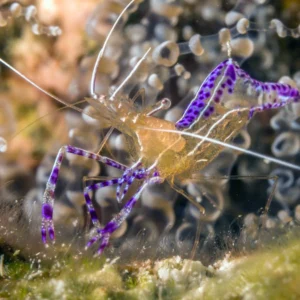 Pederson Cleaner Shrimp for sale