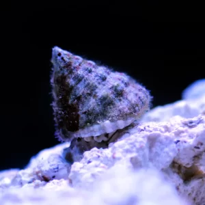 Astraea Snail for sale