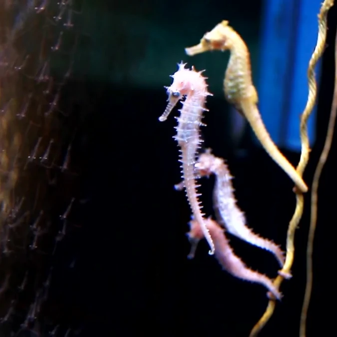 Dwarf Seahorse 5 Pack 