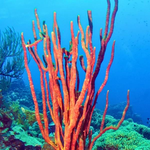 Red Tree Sponge (Amphimedon compressa) | Keys Marine Life Direct