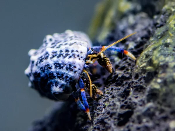 Blue Leg Hermit Crabs for sale