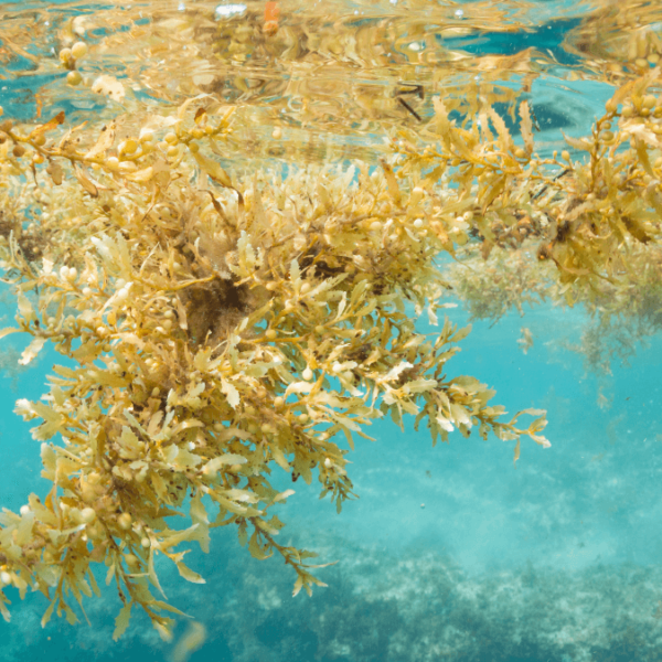 Sargassum for sale