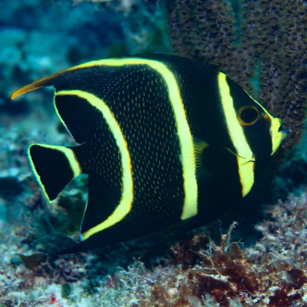 Juvenile Grey Angelfish for sale