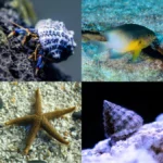 Marine Invertebrate Set