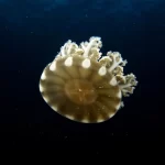 cassiopea jellyfish1