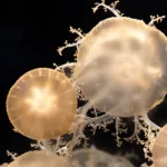 cassiopea jellyfish2