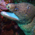 goldentail moray eel2