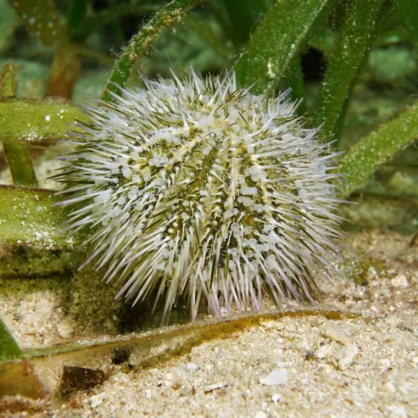 urchins specimens for embryology for sale