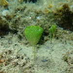 shavingbrushmacroalgae