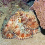 caribbean reef octopus1