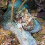 caribbean reef octopus2