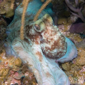 caribbean octopus for sale