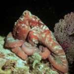 caribbean reef octopus3