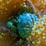 emerald crab for sale